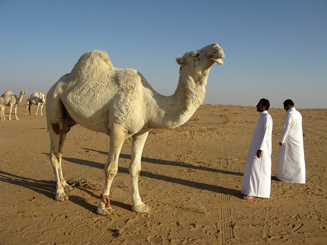 沙特阿拉伯 沙漠 - 上的免费照片