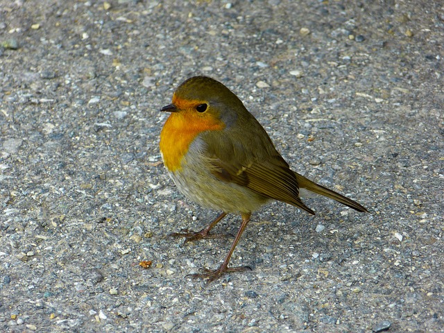 知更鸟 鸟 动物 Erithacus - 上的免费照片