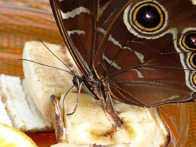 蝴蝶 Noctuinae 存根 Stub 树干 - 上的免费照片