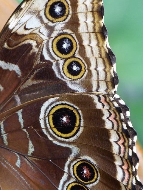蝴蝶 Noctuinae 存根 Stub 翅膀 - 上的免费照片