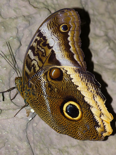 蝴蝶 Noctuinae 存根 Stub 传感器 - 上的免费照片