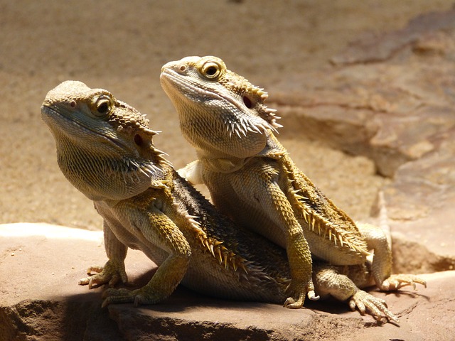 爬虫 留着胡子的龙 Pogona Vitticeps - 上的免费照片