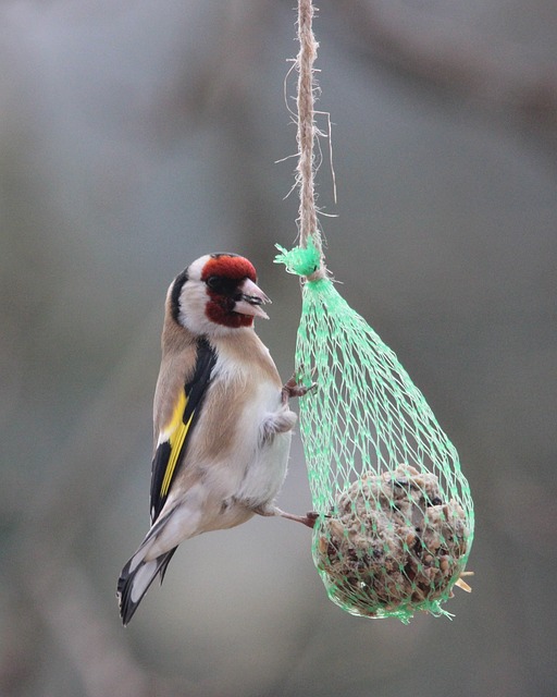 Stieglitz 鸟 翅膀 - 上的免费照片