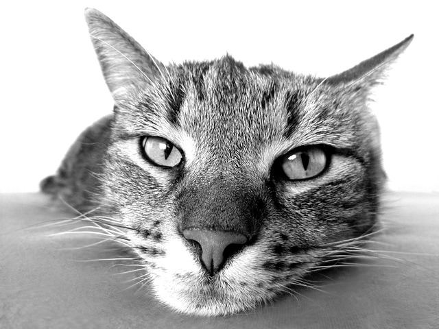 猫 宠物 动物 - 上的免费照片