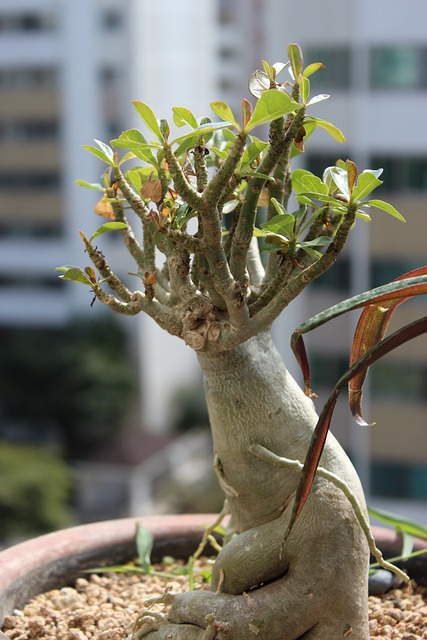 人参本杰明 · 盆栽的植物 公寓 - 上的免费照片