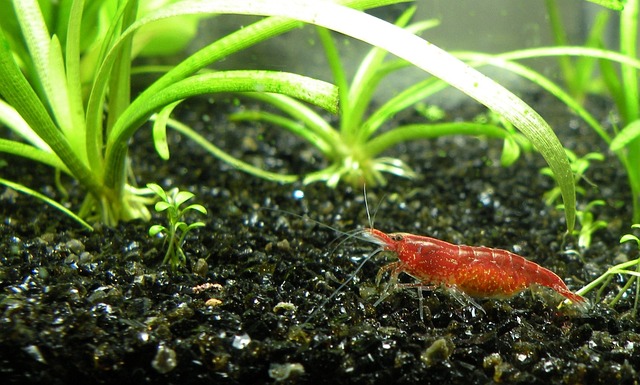虾 樱花虾 水族馆 - 上的免费照片