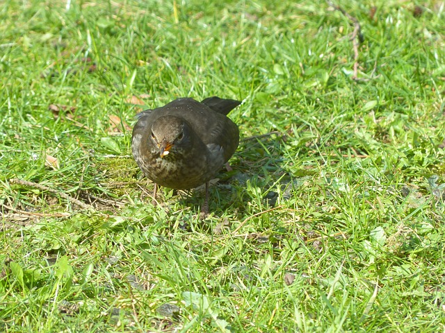 黑鸟 Turdus 茹 True - 上的免费照片