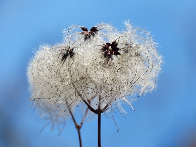 普通铁线莲 水果摊 柔软的 - 上的免费照片