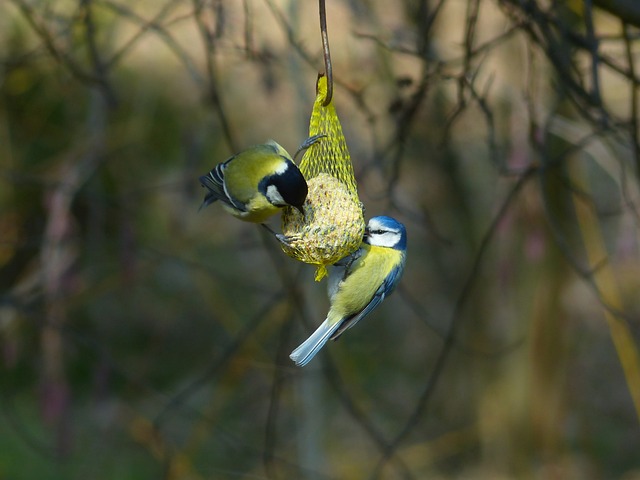 山雀 蓝雀 Cyanistes 翅鸢 Parus - 上的免费照片