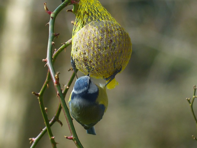 山雀 蓝雀 Cyanistes 翅鸢 Parus - 上的免费照片
