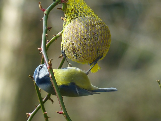 山雀 蓝雀 Cyanistes 翅鸢 Parus - 上的免费照片