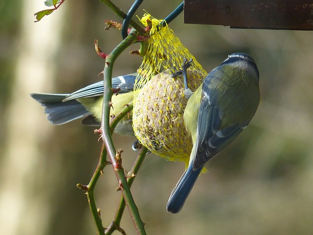 山雀 蓝雀 Cyanistes 翅鸢 Parus - 上的免费照片