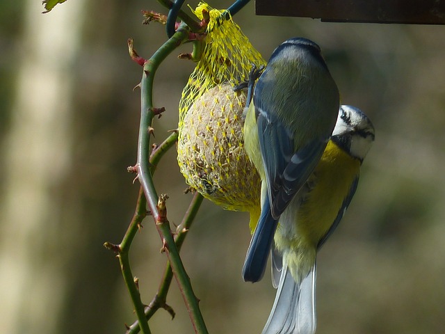 山雀 蓝雀 Cyanistes 翅鸢 Parus - 上的免费照片