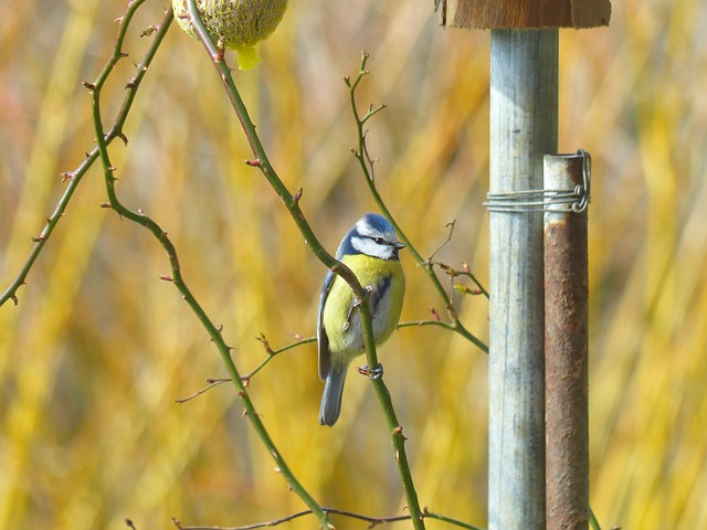 山雀 蓝雀 Cyanistes 翅鸢 Parus - 上的免费照片