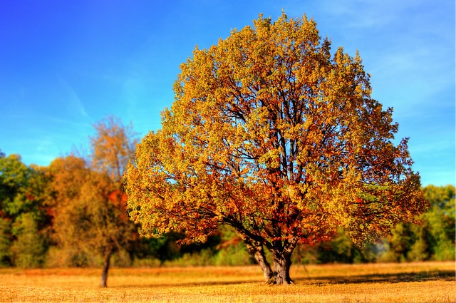 树 公园 秋天 - 上的免费照片