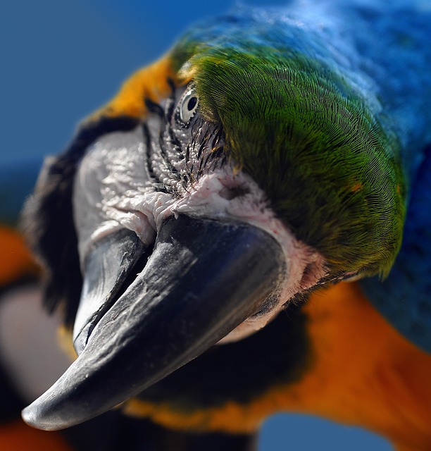 鸟 鹦鹉 喙 - 上的免费照片