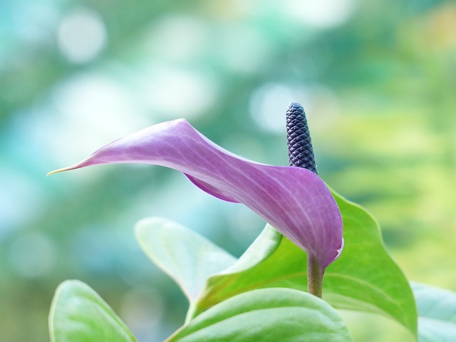 绿萝 鞘叶 花 - 上的免费照片