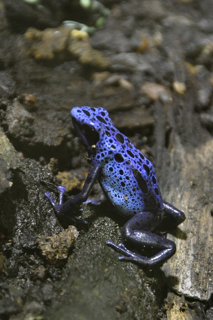 蓝色 Pfeilgiftfrosch 爬树青蛙 毒镖蛙 - 上的免费照片