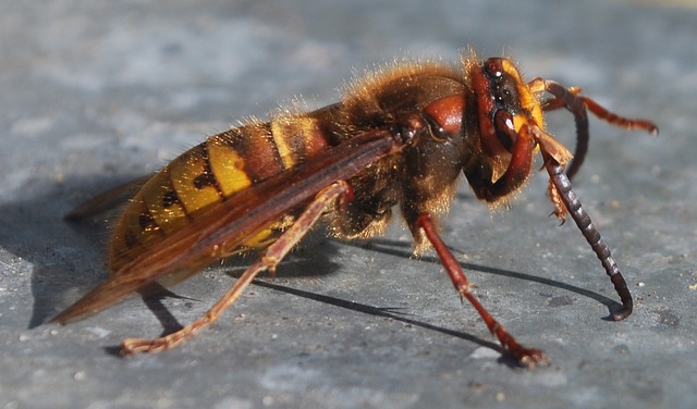大黄蜂 昆虫 黄蜂蜂 - 上的免费照片