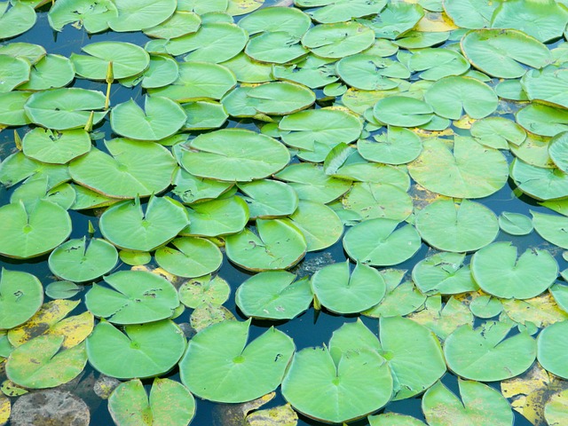 Aquatica 植物 Agua - 上的免费照片