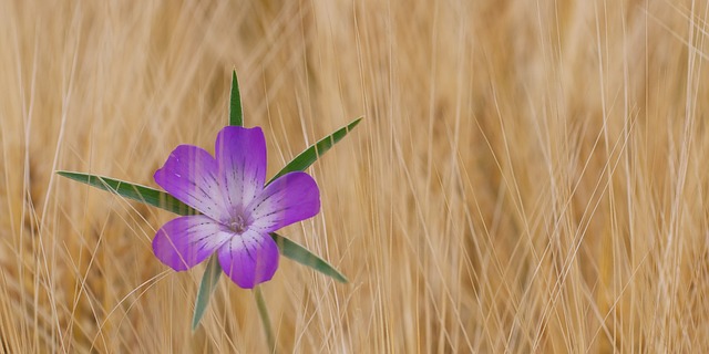 玉米柯克 花 矢车菊 - 上的免费照片