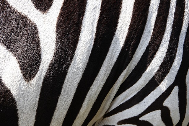 动物 斑马 条纹 - 上的免费照片