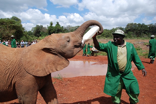 大象 婴儿 喂食 - 上的免费照片