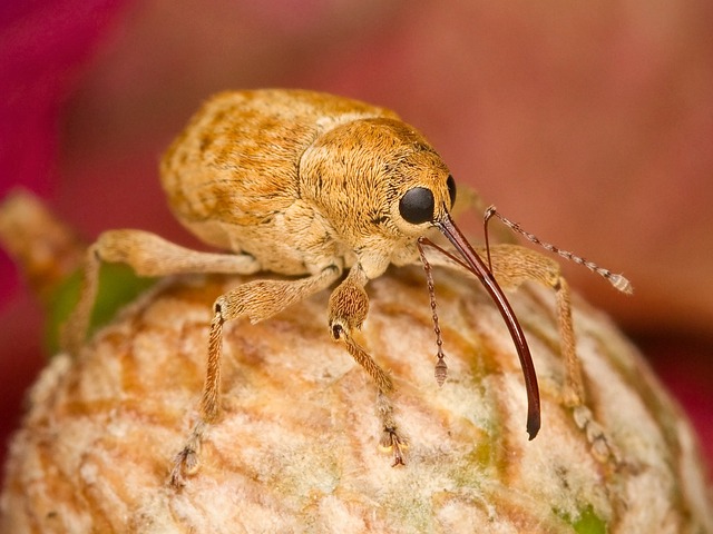 榛子象甲 昆虫 自然 - 上的免费照片
