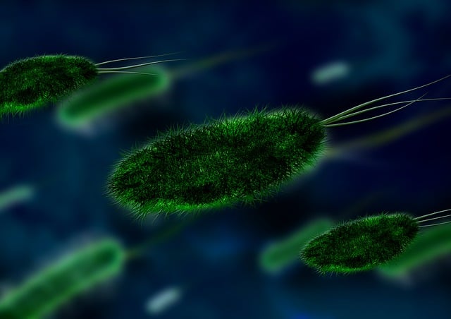 细菌 病毒 生物 - 上的免费图片