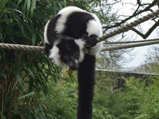 变异 狐猴 Prosimian - 上的免费照片