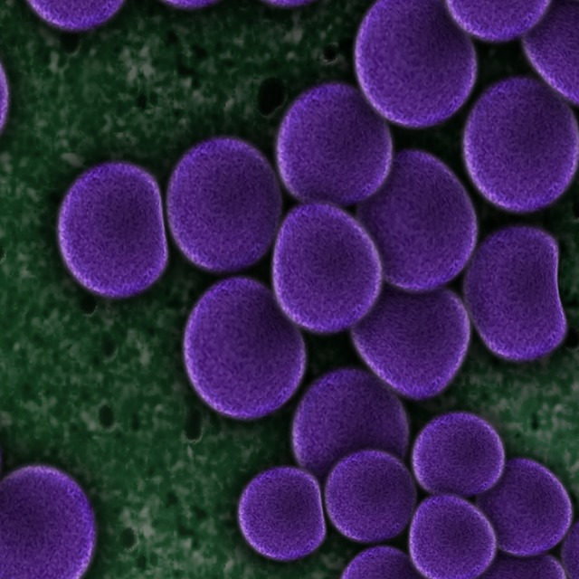 细菌 细菌种类 模仿 - 上的免费图片