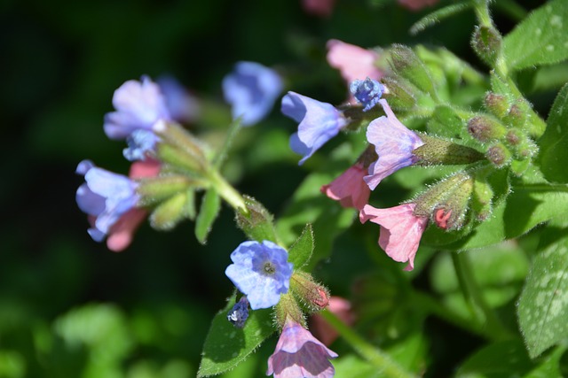 Pulmonaria 花 Lungwort - 上的免费照片
