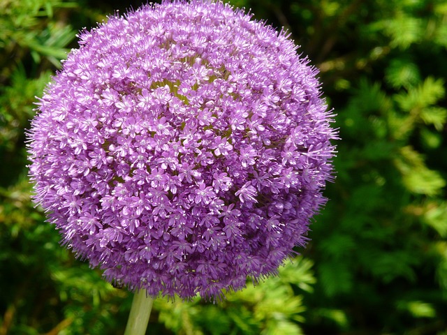 花 紫色的 葱属 - 上的免费照片