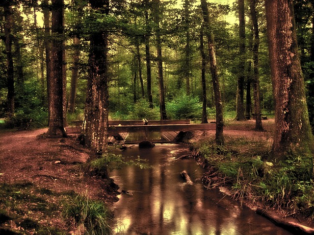 森林 浪漫的 神秘 - 上的免费照片