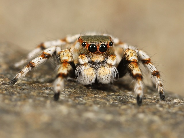 蜘蛛 蛛形纲动物 动物 - 上的免费照片