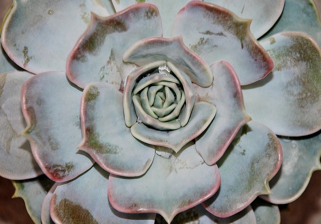 房市 高山房市 植物 - 上的免费照片