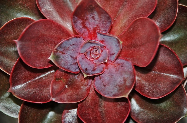 房市 高山房市 植物 - 上的免费照片