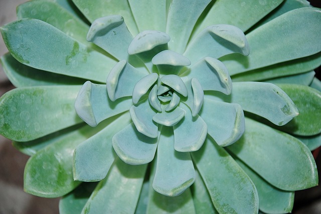 房市 高山房市 植物 - 上的免费照片