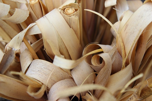 潘帕斯草 干花束 甜草 - 上的免费照片