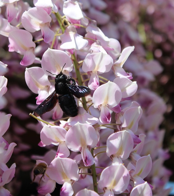木匠蜂 Xylocopa 紫藤 - 上的免费照片