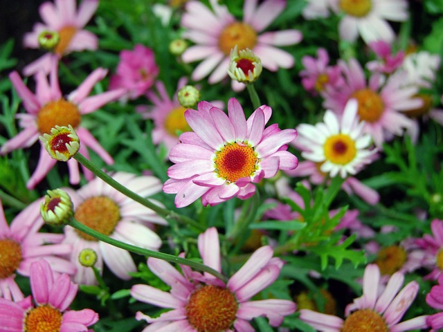 花朵 玛格丽特 草地 - 上的免费照片