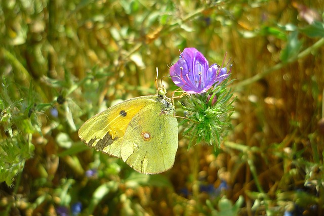 蝴蝶 花 Colias - 上的免费照片