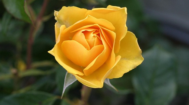 花 玫瑰 花园 - 上的免费照片