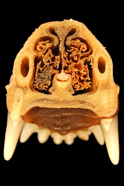 鼻子 牙齿 解剖学 - 上的免费照片