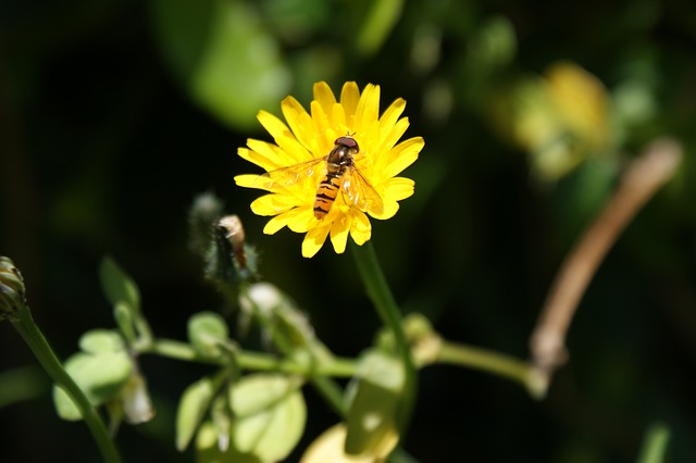 Hoverfly 花 花飞 - 上的免费照片