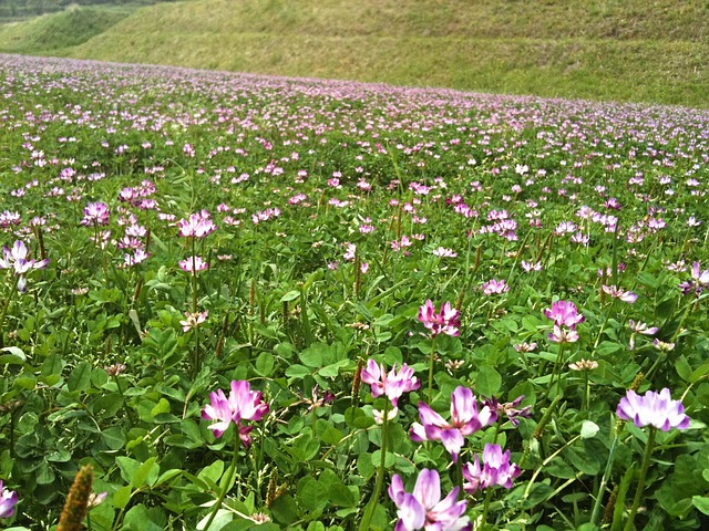 黄芪 莲花 鲜花 - 上的免费照片