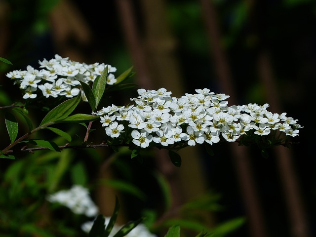 新娘 Spiere 观赏灌木 开花 - 上的免费照片