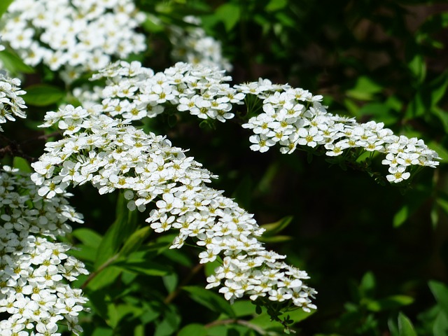 新娘 Spiere 观赏灌木 开花 - 上的免费照片