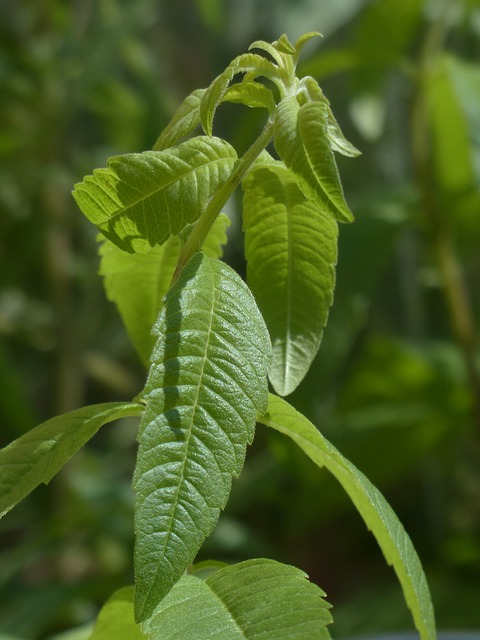 柠檬布什 植物 烹饪草药 - 上的免费照片