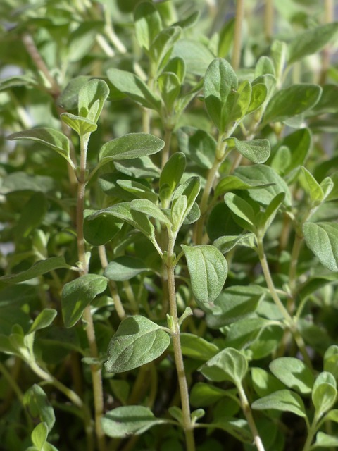 茉 植物 烹饪草药 - 上的免费照片